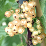 Aalbes Ribes Rubrum Witte Parel