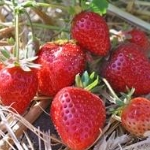 aardbei amandine fragaria × ananassa amandine aardbei amandine fragaria × ananassa amandine
