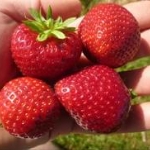 aardbei daroyal fragaria × ananassa daroyal aardbei daroyal fragaria × ananassa daroyal