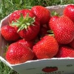 aardbei faith fragaria × ananassa faith aardbei faith fragaria × ananassa faith