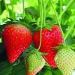 aardbei favori fragaria × ananassa favori aardbei favori fragaria × ananassa favori