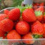aardbei furore fragaria × ananassa furore aardbei furore fragaria × ananassa furore