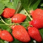 aardbei gariguette fragaria × ananassa gariguette aardbei gariguette fragaria × ananassa gariguette