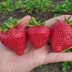aardbei lambada fragaria × ananassa lambada aardbei lambada fragaria × ananassa lambada