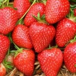 aardbei malwina fragaria × ananassa malwina aardbei malwina fragaria × ananassa malwina