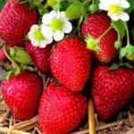 aardbei rumba fragaria × ananassa rumba aardbei rumba fragaria × ananassa rumba