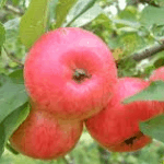 Appel Malus Domestica Alkmene