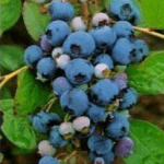 Blauwe Bes Vaccinium Corymbosum Dixi