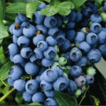 Blauwe Bes Vaccinium Corymbosum Jersey