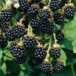 Braam Rubus Fruticosa Chester Thornless
