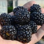 braambes rubus fruticosa triple crown