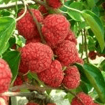 Che Fruit Cudrania Tricuspidata Seedless Che