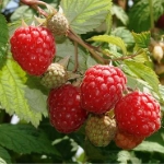 framboos rubus idaeus glenn ample