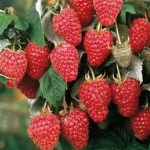 framboos rubus idaeus heritage