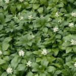 Groenblijvende bodembedekker Pachysandra terminalis Groenblijvende Bodembedekker Pachysandra Terminalis