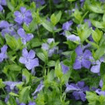Groenblijvende bodembedekker Vinca minor Marie Groenblijvende Bodembedekker Vinca Minor Marie