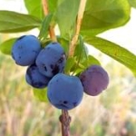 honingbes haskap lonicera blue treasure