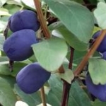 honingbes haskap lonicera giant heart