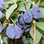 Honingbes Lonicera kamtschatica Wojtek