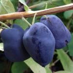 Honingbes Lonicera kamtschatica Wojtek