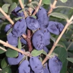 honingbes lonicera caerulea honeybee