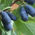 Honingbes Lonicera caerulea Woloszebnica