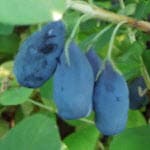 Honingbes Lonicera kamtschatica Wojtek
