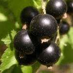 Jostabes Ribes Jostaberry