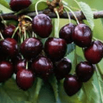 Kersenboom Prunus Avium Kordia