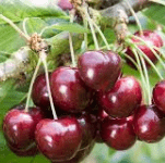 Kersenboom Prunus Avium Regina