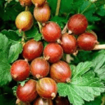 Kruisbes Ribes Uva Crispa Hinnonmaki Röd