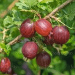 Kruisbes Ribes Uva Crispa Pax