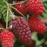 Loganbes Thornless Loganberry