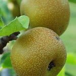 Pawpaw Asimina triloba prima 1216