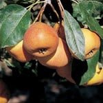 Pawpaw Asimina triloba prima 1216