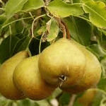 Perenboom Pyrus Communis Gieser Wildeman