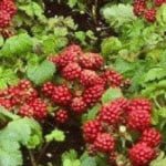 Che fruit - Cudrania tricuspidata - Seedless Che (Chinese Moerbei) Che fruit - Cudrania tricuspidata - Seedless Che (Chinese Moerbei)