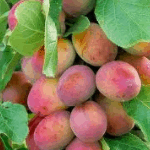 Pruim Prunus Domestica Reine Victoria
