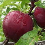 Pruimenboom Prunus Domestica Anna Späth