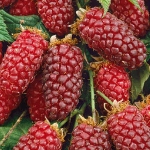 taybes rubus tayberry braamboos