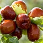 ziziphus jujuba li