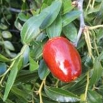 ziziphus jujuba lang